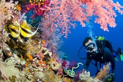 Discovering the Red Sea: A Jewel of Nature and History